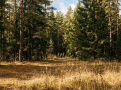В Нижегородской области продлили запрет на посещение лесов
